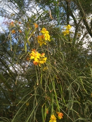 Parkinsonia aculeata