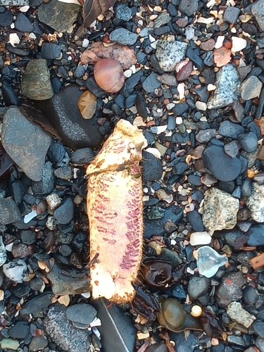 Chunk of crab leg between one and two inches long