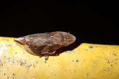 Clovia