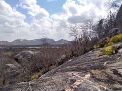 Encholirium spectabile