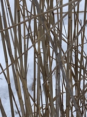Phragmites australis