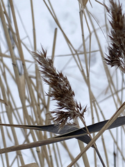 Phragmites australis