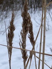 Phragmites australis
