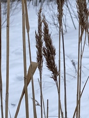 Phragmites australis