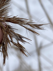 Phragmites australis