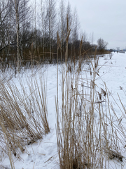 Phragmites australis