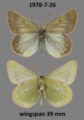 Colias nastes