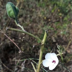 Abelmoschus ficulneus