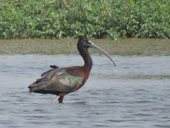 Plegadis falcinellus