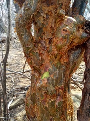Commiphora leptophloeos