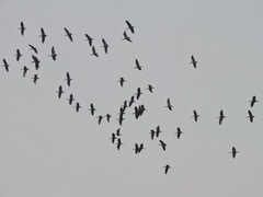 Plegadis falcinellus