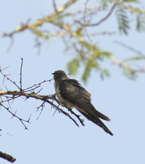 Cuculus canorus