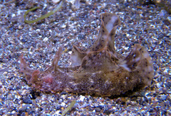 Aplysia reticulata