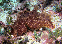 Aplysia reticulata