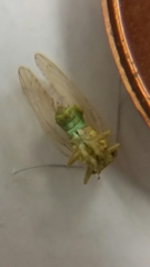 Platycorypha nigrivirga