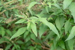 Ocimum gratissimum