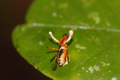 Ophiocordyceps dipterigena