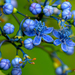 Hydrangea - Photo (c) piyapong, μερικά δικαιώματα διατηρούνται (CC BY-NC)