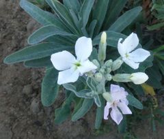 Matthiola incana