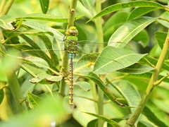 Anax indicus