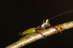 Othnacris surdaster