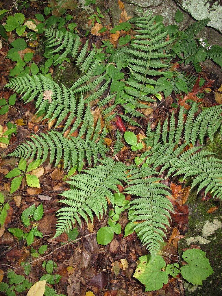 marginal wood fern