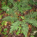 Marginal Wood Fern - Photo (c) Link Davis, some rights reserved (CC BY-NC), uploaded by Link Davis