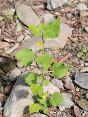 Sida cordata