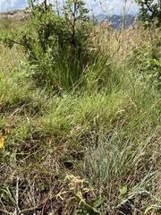 Zaluzianskya microsiphon