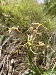 Zaluzianskya microsiphon