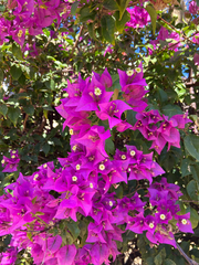 Bougainvillea