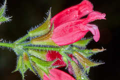 Salvia holwayi image