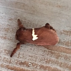 Monoleuca semifascia