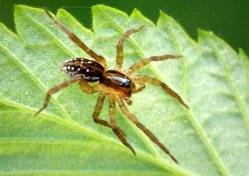 Pirate Wolf Spiders and Allies