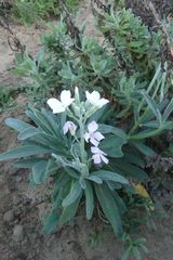Matthiola incana