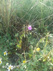 Erodium subintegrifolium