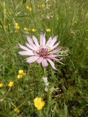 Tragopogon eriospermus