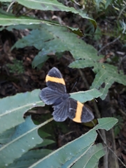 Panara soana