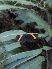 Panara soana