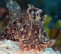 Aplysia reticulata