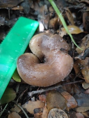 Hohenbuehelia geogenia