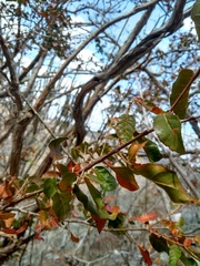 Campomanesia eugenioides