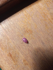 Alagoasa vigintiseptemmaculata