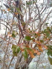 Campomanesia eugenioides