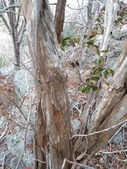 Campomanesia eugenioides