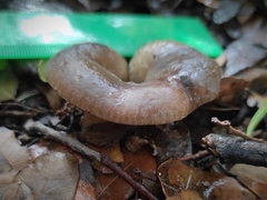 Hohenbuehelia geogenia