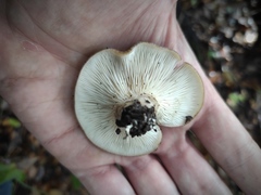 Hohenbuehelia geogenia