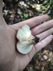 Hohenbuehelia geogenia