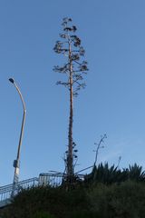 Agave americana