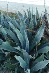 Agave americana